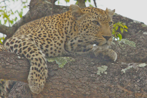 leopard on full alert, Kruger NP, South Africa by cirdantravelsVia Flickr:panthera pardus; luipaard 