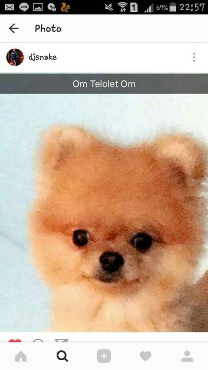 athalia-cavallone: OM TELOLET OM 