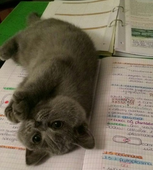 disgustinganimals:this cat has really good handwriting and is spared from further criticism 