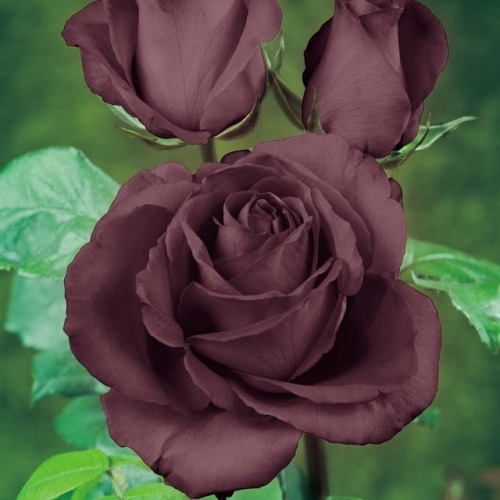 thingsfromthedirt:dark roses