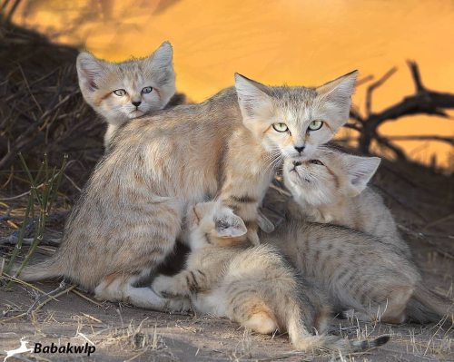 Easter Sunday Vibes! Wild Sand Cat Fam In NE of Iran by #wildographer @babakwlp* Be sure to follow