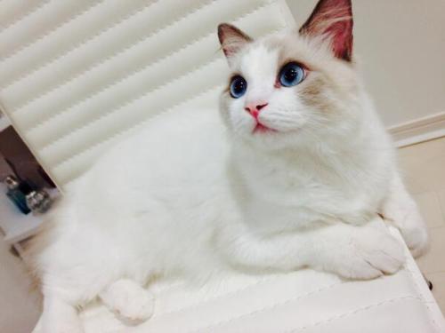meowneko:  cat-pic:  今日で生後半年ですよろしくです。   bae