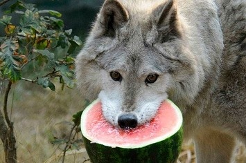 wrrench:  Don’t be sad look at these wolves with watermelons     I love you  