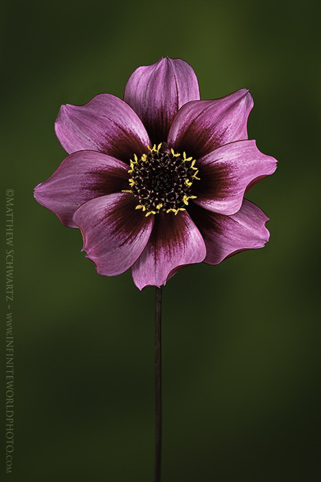 Dahlia Focus Stack
If you enjoy my images, tutorials, newsletter… …please share them with others who may benefit. Thank you, Sincerely, Matthew Workflow Cheat Sheet. Exclusive Content. Sweet! Workflow Cheat Sheet and Epic Newsletter Blog, Resources,...