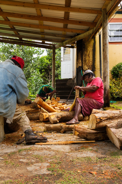 Cinnamon harvesting.  Dominica.  