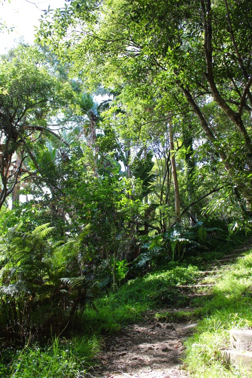 simone-cobley:  Harold Reid Foreshore Walking Tack, Middle Cove, Sydney 01.01.2016