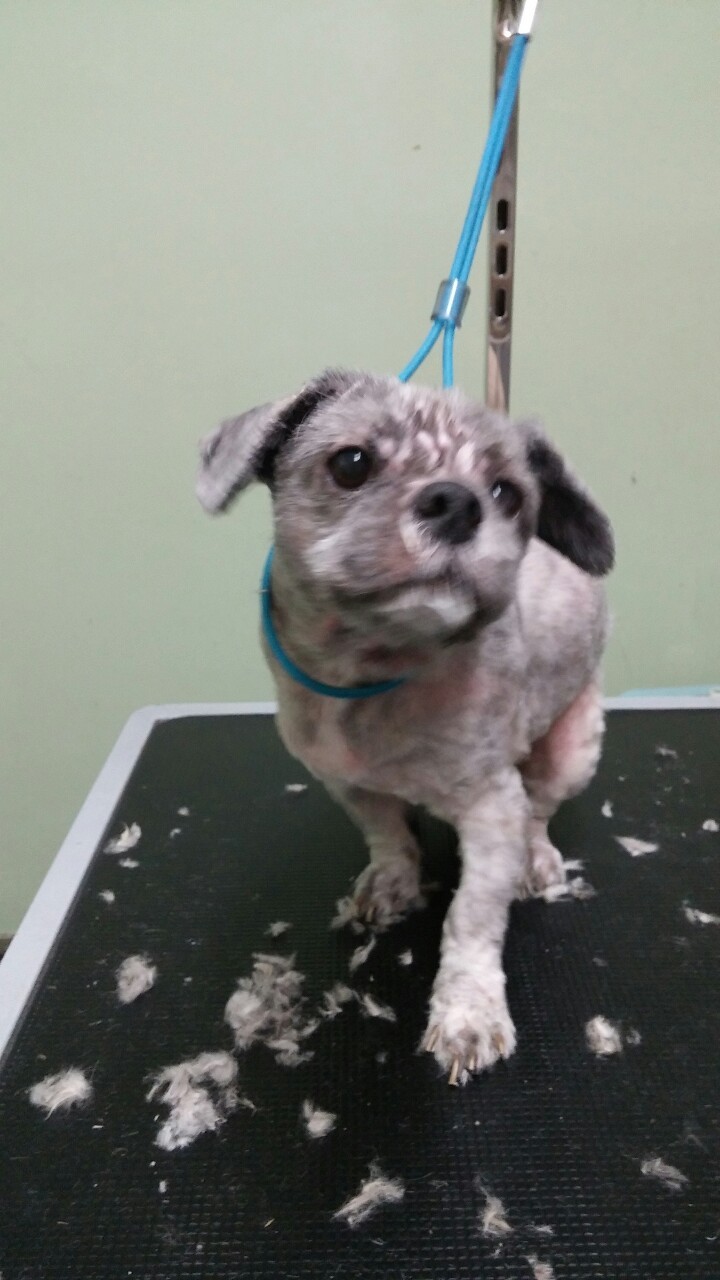 lilfoxtrot:  I don’t think I’ve ever seen a dog that looked like this in person???