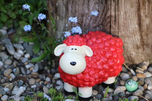 Red Sheep