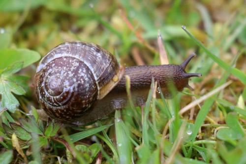 Land snails/snäckor.