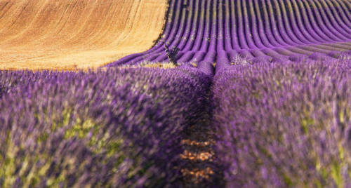 Stunning Pictures of Lavender Fields by Aurélien Billois via Aurélien Billois 