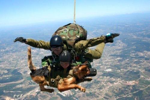 semperannoying:  Military Working Dogs (MWD) adult photos