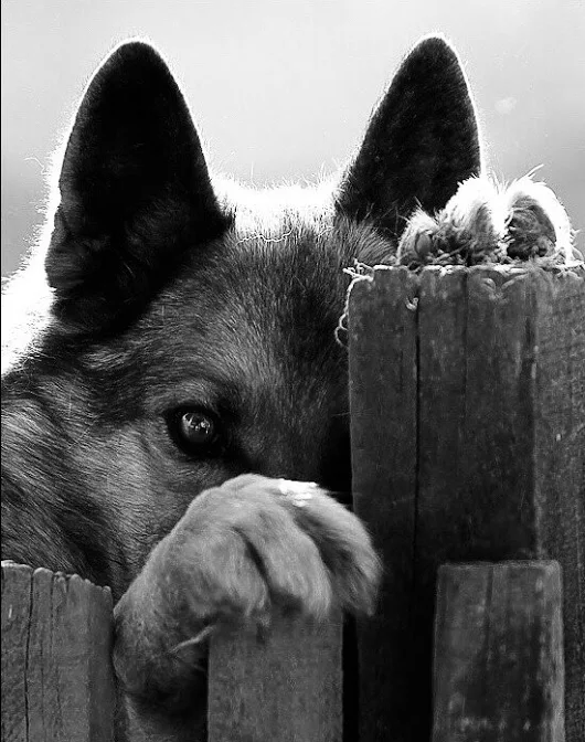 vikifs-blog: