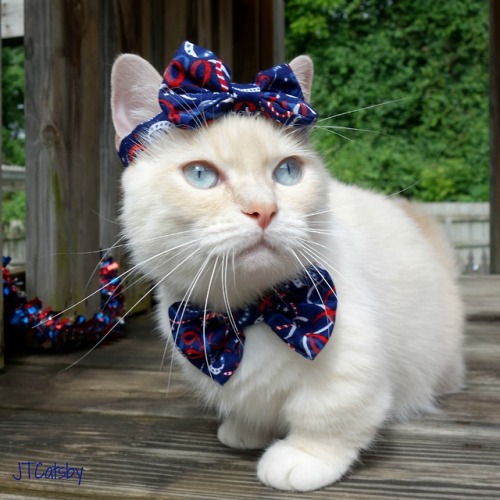 When your momma dresses you for the party&hellip; #BowsOnBows ❤ #JTCatsby ❤ #4thofjuly