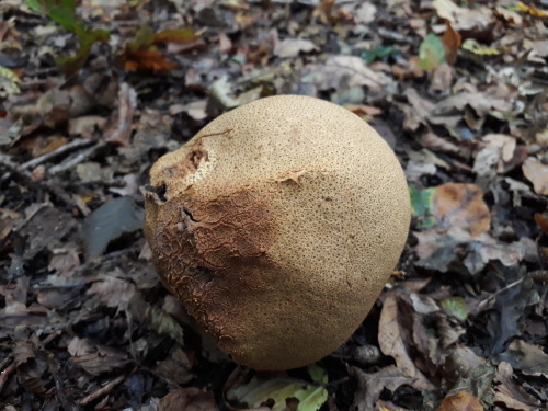 Epping forest, London, UK, October 2021Common earthball (Scleroderma citrinum)Mature earthballs, at 