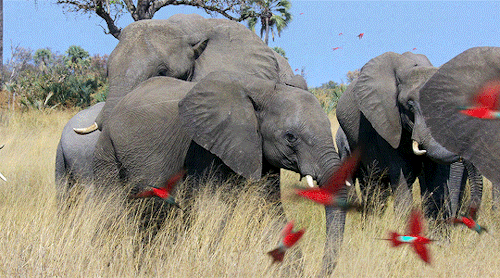 naturedocs:“Today the air is alive.”Elephant (2020) dir.  Mark Linfield, Vanessa Berlowitz
