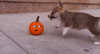 illirya-ooc:  kelpup:  I need hugs and puppies.   