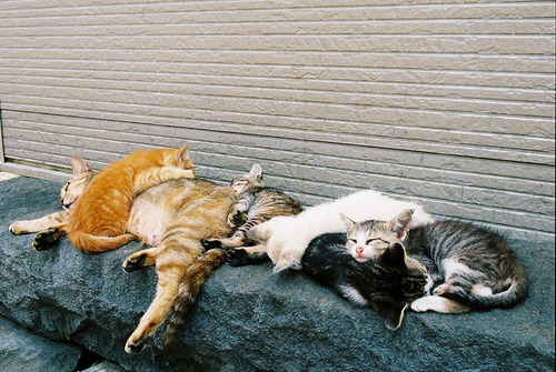 Sex ydrill:  Cats in piles  pictures