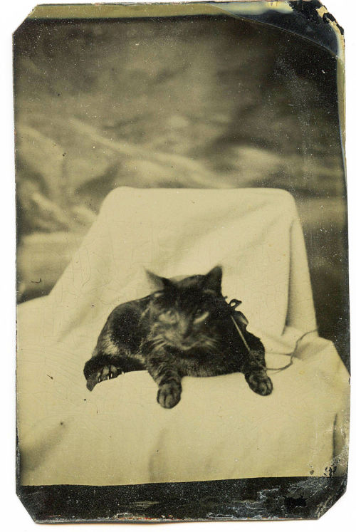  Tintype of cat - c. 1870s - (Via) 