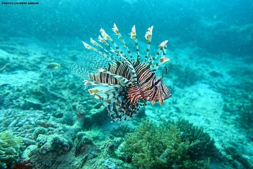  It’s time to learn some #FridayFacts about #Lionfish;1. The lionfish is a carnivorous & v