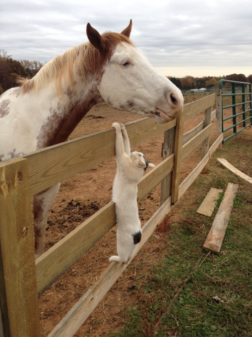 Baby Animal Posts