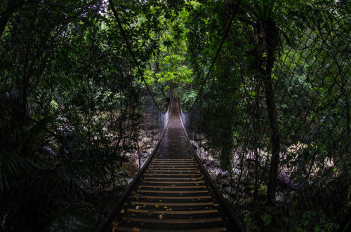 ancient-magics: Rainforest Footbridge by Mat-Ness