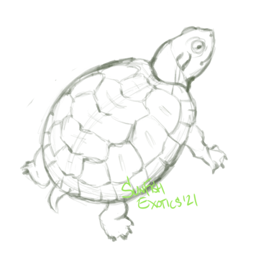 Starting on a turtle sticker pack! Here’s a (baby) red eared slider wip