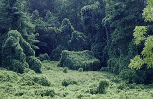 capacity:Living in a house like this would make me so happyThis is called KUDZU. People hate it! Eve