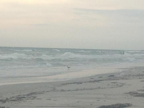 asurferdreams:  Surfing posts