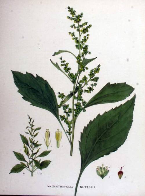 CarelessweedIva xanthiifolia
This herbaceous annual is a common weed throughout the Great Plains, even spreading to Europe, where, due to its easy propagation from seed and its encroachment on agricultural fields, it is considered invasive. It grows...