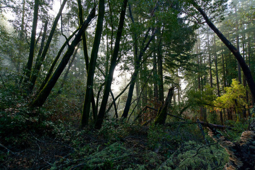 Armstrong Redwoods State Natural Reserve by harminder dhesi photography on Flickr.