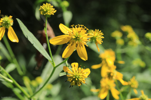 Appalachia’s Late Summer Gifts, Panel 2: warm days, cool nights, soft sunlight, surging wildflowers,