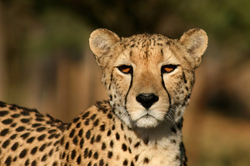 jaws-and-claws:  Cheetah Portrait by chris.merwe on Flickr. 