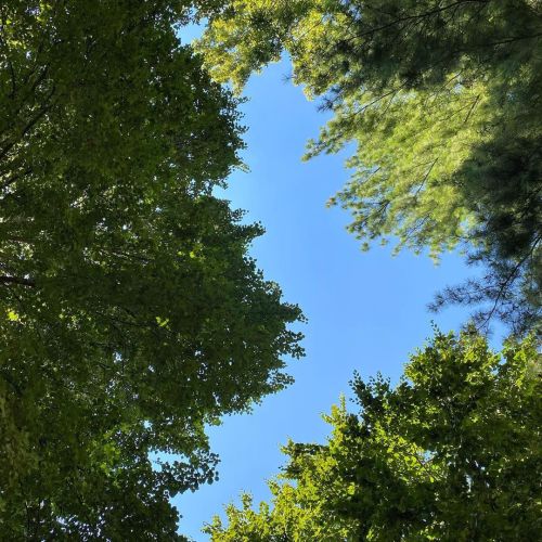 Relaxing. #treesofinstagram #park #endofsummer (at John F Kennedy Park) https://www.instagram.com/p/