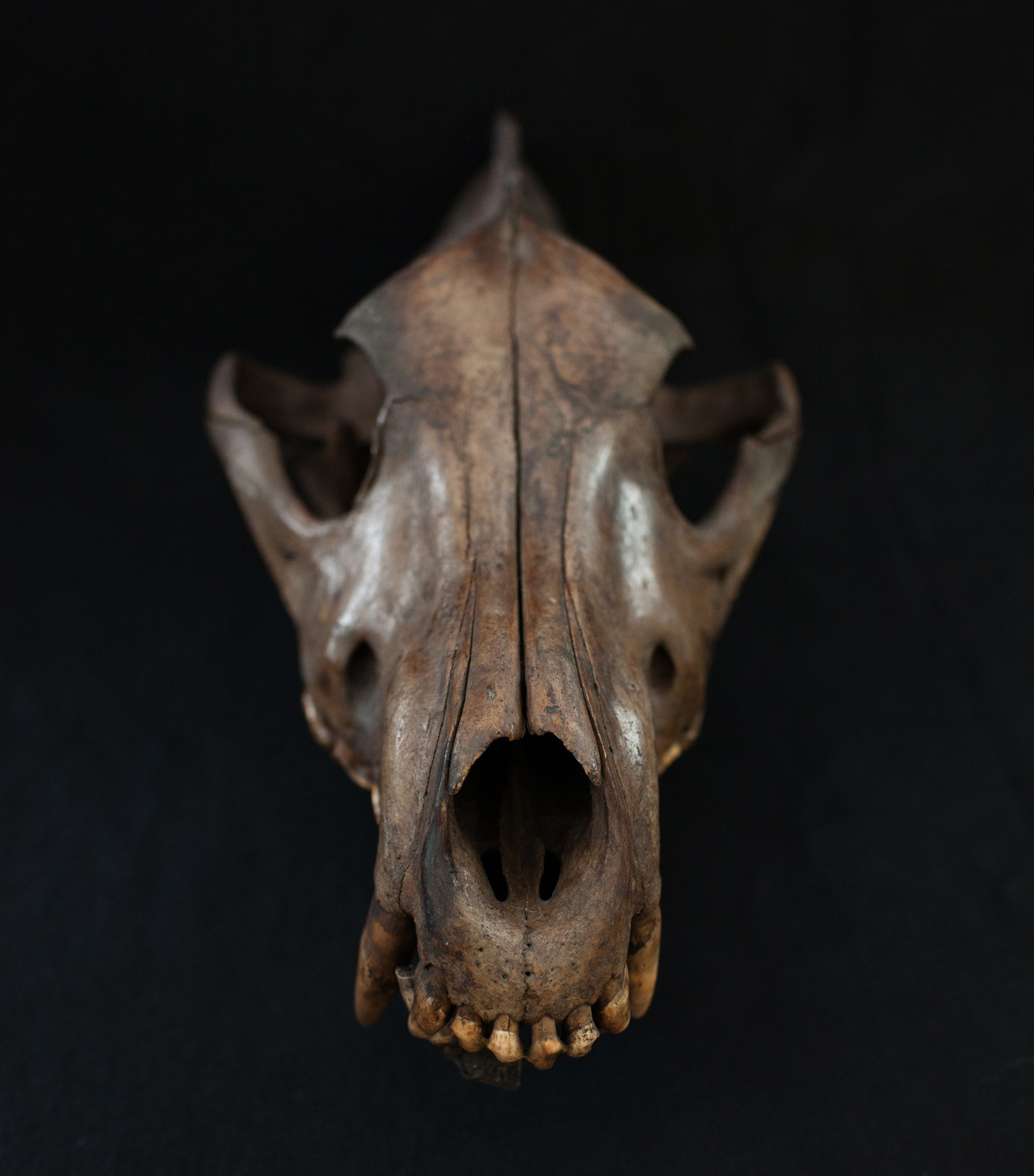 Dire wolf / CAS-G 61485
Scientific name: Canis dirus
Age: Pleistocene
Locality: California, USA, North America
Department: Invertebrate Zoology & Geology, image © California Academy of Sciences