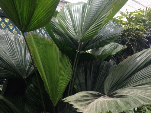 yayplants: on a trip part 14 Jungle/tropical blog