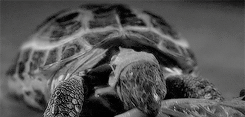 elliotaldrson-archive-deactivat:  i don’t understand the question.        