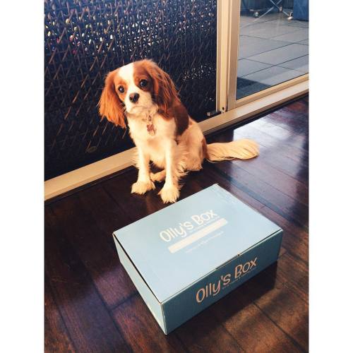 &lsquo;Mum stop taking pictures and let me open it!&rsquo; Thank you @ollysbox #ollysbox #puppy #pup