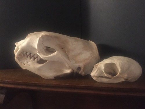Sea lion skulls, an adult and juvenile. Very gnarly skulls