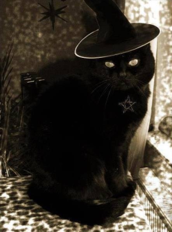 the-konig-wolf:  Black cat