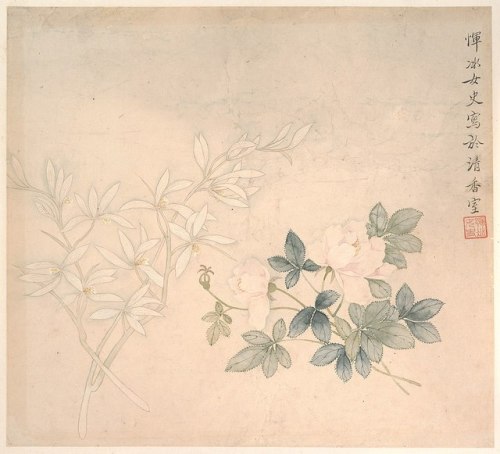 artisticinsight: Flower studies by Chinese artist, Yun Bing, during the Qianlong era (18th cent