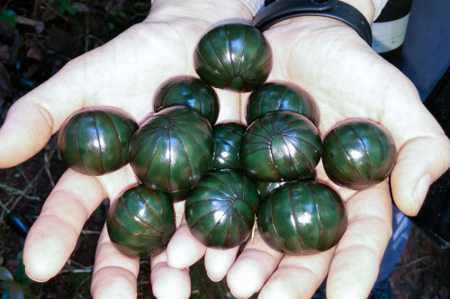 bogleech:deadmothh:  onenicebugperday:onenicebugperday:Giant green pill millipede, Zoosphaerium neptunus, SphaerotheriidaFound only in Madagascar, this species is the largest pill millipede in the world, sometimes reaching almost 4 inches in length.Photos