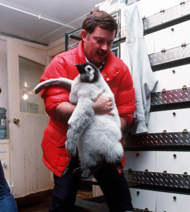 Emperor Penguin Chicks Huddle In San Diego, After Being Flown From Antarctica, To Be Part Of A NSF Study
