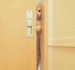 awwdorables:  fashionkawaiiasiancute:  An officious cat wants to hear something behind the door   LET HIM IN 