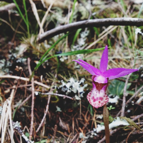 Process: 11Calypso orchid, California fetid adderstongue, Bentflower fiddleneck.