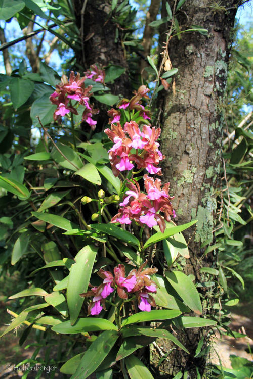 Cattleya bicolor.Orchidaceae: Laeliinae.By klarikris. [x]