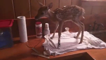 Porn photo sizvideos:  Baby Deer Refuses To Leave The
