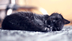 https://64.media.tumblr.com/2f735ec3025eb1cc8bb4fe5f6c192098/tumblr_nmu0aznNU21tm0lv8o1_500.gif
