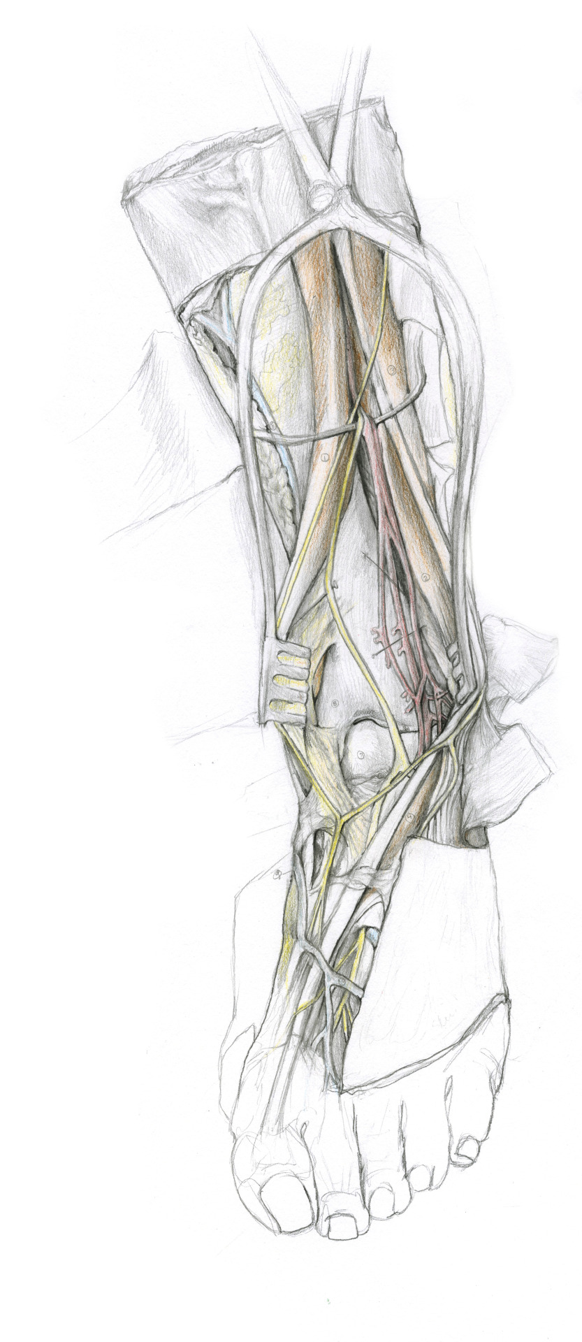 Further Registrations From My Foot/ankle Dissection!Skye Young 2016