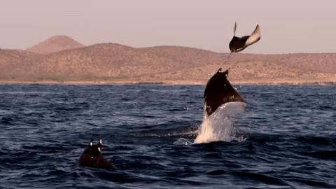 nubbsgalore:  closely related to sharks but with long, flat bodies and wing-like