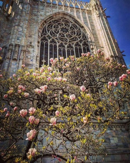 m-e-d-i-e-v-a-l-d-r-e-a-m-s:   Duomo di Milano - Duomo Cathedral (Milan, Italy) Photo By: kriket42   Medieval Dreams 
